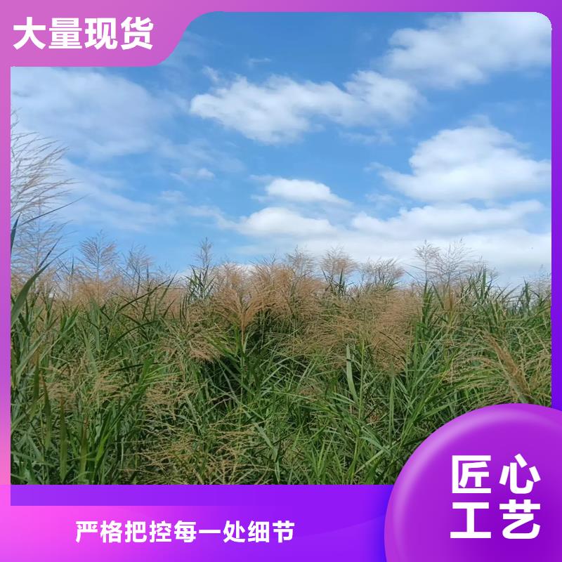 蘆葦苗與蘆葦種子工廠(chǎng)價(jià)格及園林綠化應(yīng)用指南