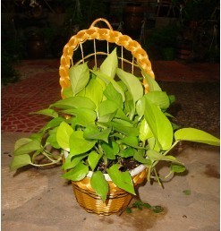 廈門(mén)園林景觀(guān)綠化哪家好？廈門(mén)百農(nóng)花卉為您打造綠意空間
