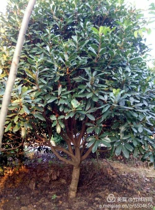 匠心育綠意，生態(tài)繪宏圖——記宜興市張渚園林綠化苗木場(chǎng)的園林綠化篇章